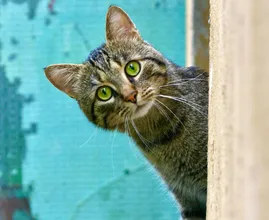 Cat that went missing five years ago was reunited with his family