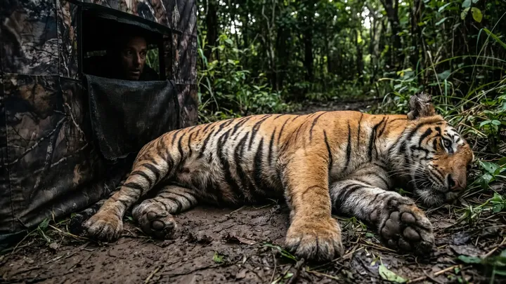Tiger bekommt Hilfe vom Fotografen - Die Wahrheit brachte sein Blut zum Kochen