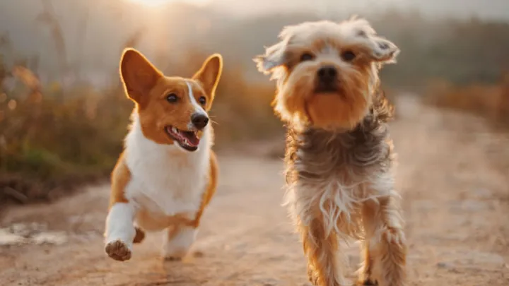 Aha: dit probeert je hond jou te vertellen met zijn staart