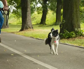 Dierenbescherming waarschuwt hondeneigenaren om niet met hun hond te fietsen