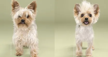Diese Fotos von Hunden nach dem Friseur, die musst du dir ansehen!
