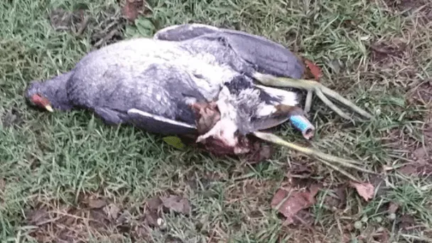 Tieners doden waterhoen met rotje in achterste; politie is op zoek naar getuigen! Delen svp!
