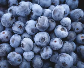 Voici 4 raisons pour lesquelles vous devriez manger des myrtilles tous les jours !