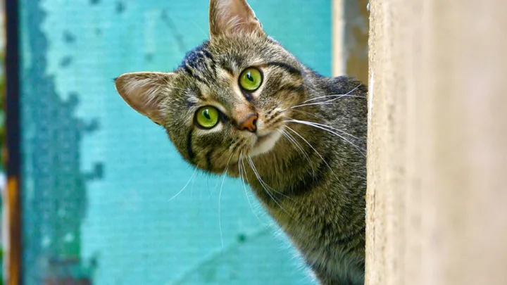 Gato que desapareció hace cinco años se reunió con su familia