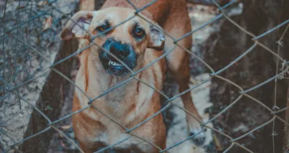 Heftig: arrestatie agressieve man leidt tot getaserde hond