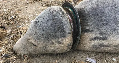 Dode zeehonden spoelen aan op strand door verstikking in plastic