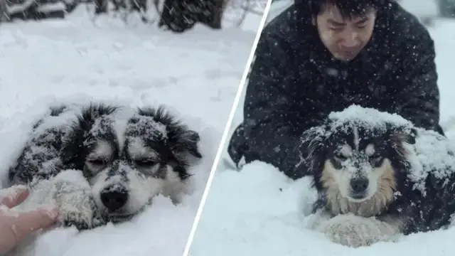 凍死寸前の犬を見つけた男性、しかしその腹の下に隠れていたものは信じられないものだった！