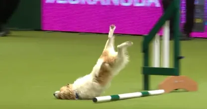 Hilarisch: deze Jack Russel steelt niet de (honden)show, maar wel ons hart