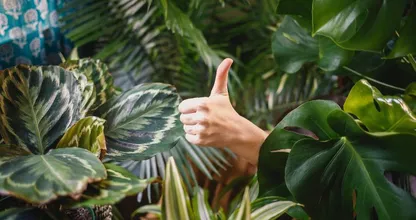 Heb je een plant te veel water gegeven? Zo herstel je de schade