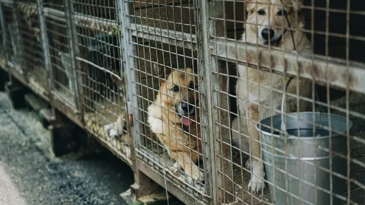 Esta pitbull se recusou a deixar o abrigo sem seu amigo chihuahua