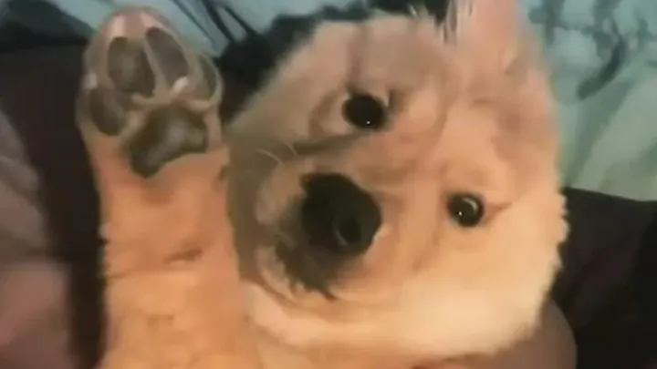 Un petit chiot à une seule oreille trop mignon faut le buzz sur Instagram