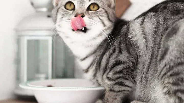 30 Tipps für Katzenbesitzer: Ihr Leitfaden zum Verstehen und Pflegen Ihrer Katze