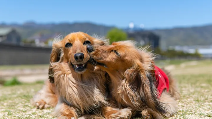 Dogs come together for one final goodbye