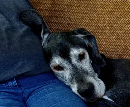 5 symptomen van dementie bij een hond of kat