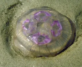 What should you do if you've been stung by a jellyfish? We've got the answer!