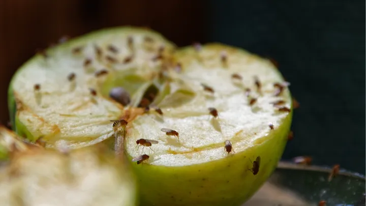 Zo ben je binnen de kortste keren van fruitvliegjes af