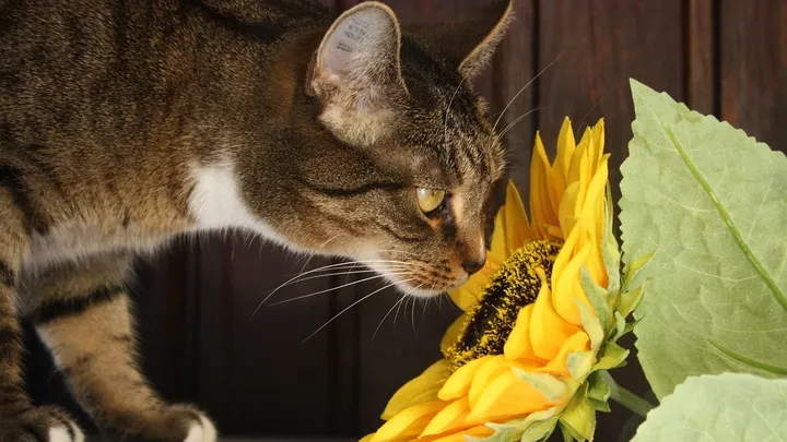 Achtung! Diese Pflanzen sind für deine Katze giftig!