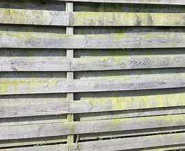Ontsierende groene aanslag op je schutting is zo verdwenen met dit ouderwetse middeltje