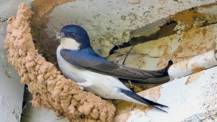 Oude zwaluwnesten verwijderen in de herfst? Dit zeggen vogelkenners en de wet