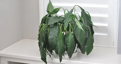 Red je planten van verdrinking met deze super handige tip! Het is echt heel simpel!