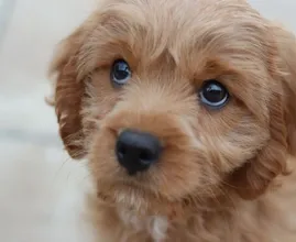 Verrassend: dit is waarom je een hond zo graag in de ogen kijkt
