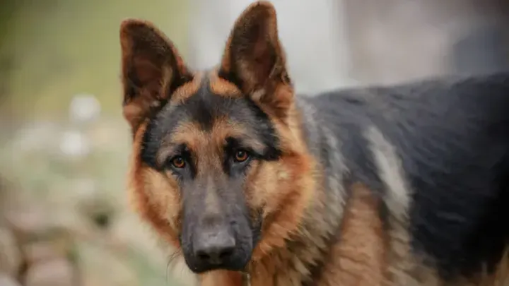 Jeden Tag starrt ein Hund in einen Regenwasserkanal - schockierender Fund, wenn er geöffnet wird!