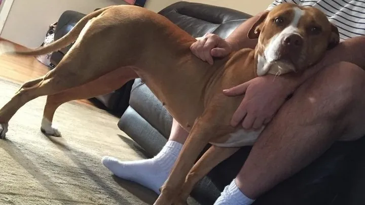 Esta pitbull se recusou a deixar o abrigo sem seu amigo chihuahua