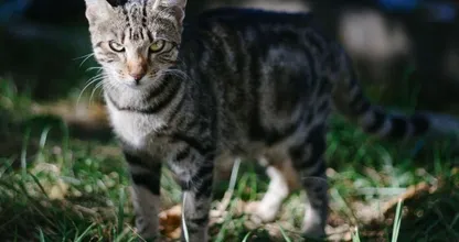 Je kat kan urenlang boos op je blijven nadat je dit doet