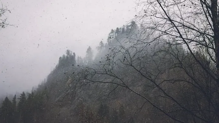 Frau folgt dem Bären in den Wald, nachdem er sich ihr an der Bushaltestelle unerwartet genähert hat