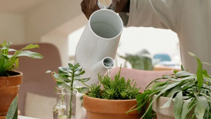 Geen groene vingers? Deze planten zijn perfect voor jou!