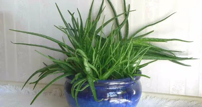 Hole dir mal für 2.50€ eine Aloe Vera Pflanze! Dann kannst du viele unnötige Cremes wegwerfen!