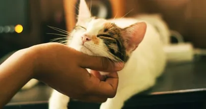 Bewezen: katten verbeteren onze kwaliteit van leven om déze redenen!