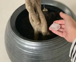 Geef voortaan ijsblokjes aan je planten vanwege deze slimme redenen