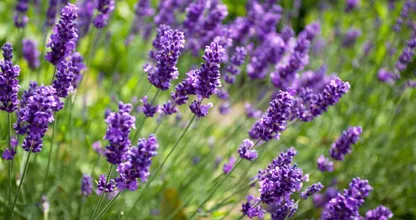 Deze simpele snoei-tip maakt je lavendel weer weelderig en vol bloei