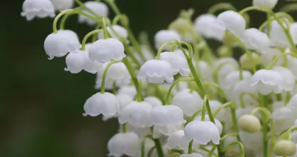 Haal deze 9 planten in huis voor een heerlijke geur