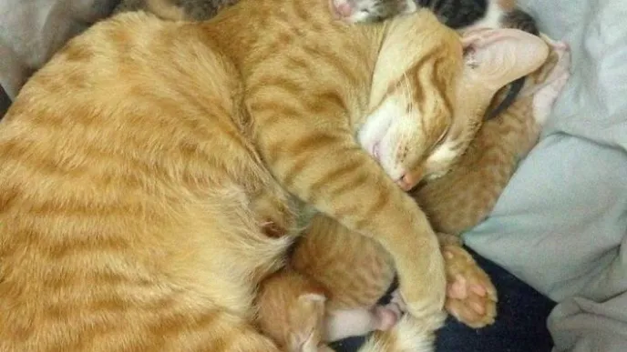 Unglaublich süß... Dieser Vater-Kater zeigt deutlich was er von seinen kleinen Kindern hält!