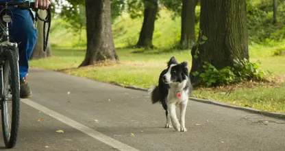 Dierenbescherming waarschuwt hondeneigenaren om niet met hun hond te fietsen