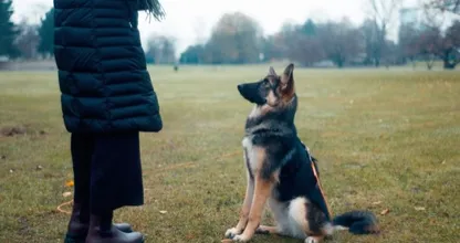 Deze 9 tips maken het trainen van je hond een stuk makkelijker