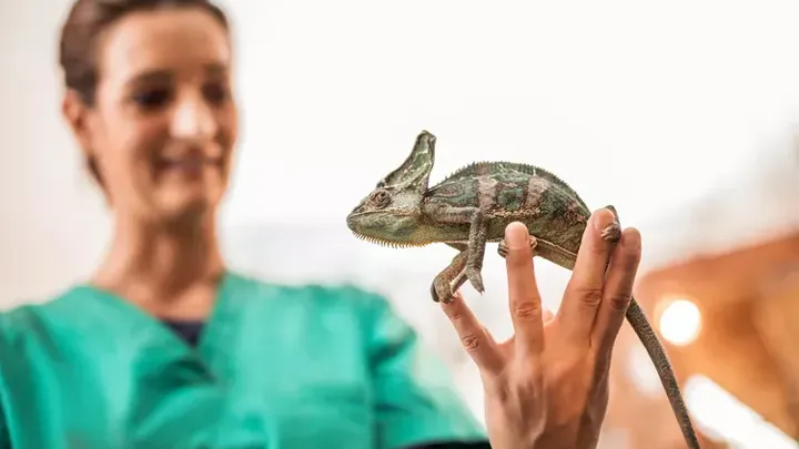 Uma mulher achava que poderia dormir em segurança com sua píton de estimação todas as noites, até que o veterinário lhe mostrou a surpreendente verdade