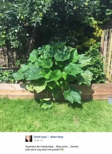 groenteplant1