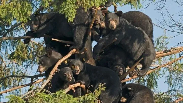 Tenetevi stretti le risate - 40 momenti divertenti con animali adorabili