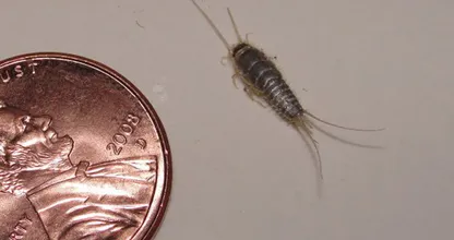 How to get rid of silverfish? With these simple tricks you’ll keep them away for once and for all!