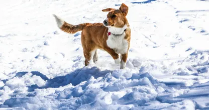 Explained: this is why your dog chases his tail