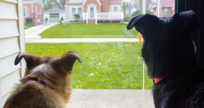 Zo leer je je hond af om te blaffen wanneer er iemand aanbelt