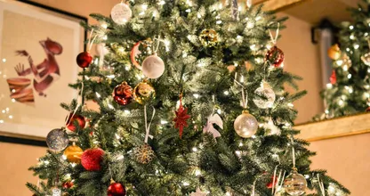 Zo kies je de beste kerstboom uit
