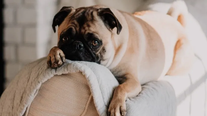 Wetenschappelijk bewezen: hierover dromen honden tijdens het slapen
