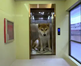This is a next-level dog house!