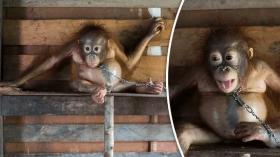 Deze schattige baby orang oetan lag 6 maanden vastgeketend met ketens om haar nekje...