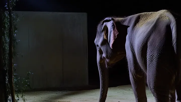 O elefante continuava colocando pedras no canto do recinto, mas os especialistas descobriram o motivo