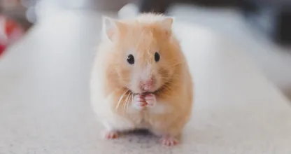 Une nouvelle méthode alternative pourrait signifier la fin des essais sur les animaux